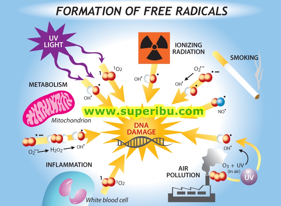 sel rosak akibat radikal bebas free radicals